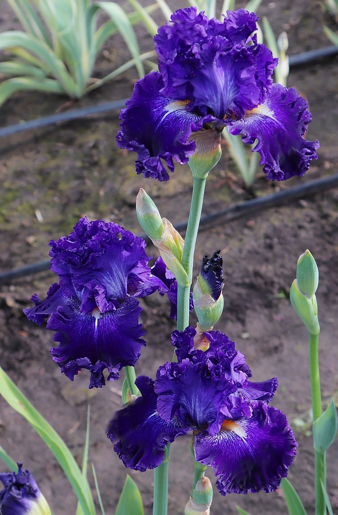 Starry Starry Night | Mid-America Garden